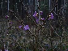 Botaniczne spacery – Wawrzynek wilczełyko i Psianka słodkogórz.