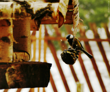 Jak dobrze przygotować się do sezonu dokarmiania ptaków?