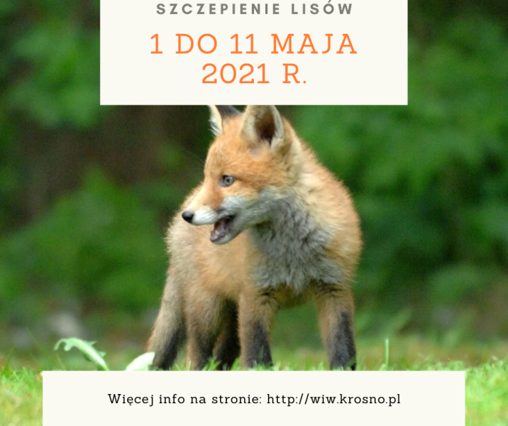 Grafika przedstawia lisa na zielonym, rozmazanym tle lasu. Na grafice są napisy: SZCZEPIENIE LISÓW, poniżej data od 1 do 11 maja 2021 r. Na dole grafiki napis: Więcej info na: wiw.krosno.pl