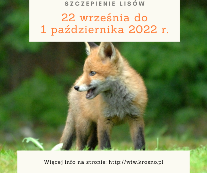 opis grafiki: Grafika przedstawia lisa na zielonym, rozmazanym tle lasu. Na grafice są napisy: SZCZEPIENIE LISÓW, poniżej data od 22 września do 1 października 2022 r. Na dole grafiki napis: Więcej info na: wiw.krosno.pl