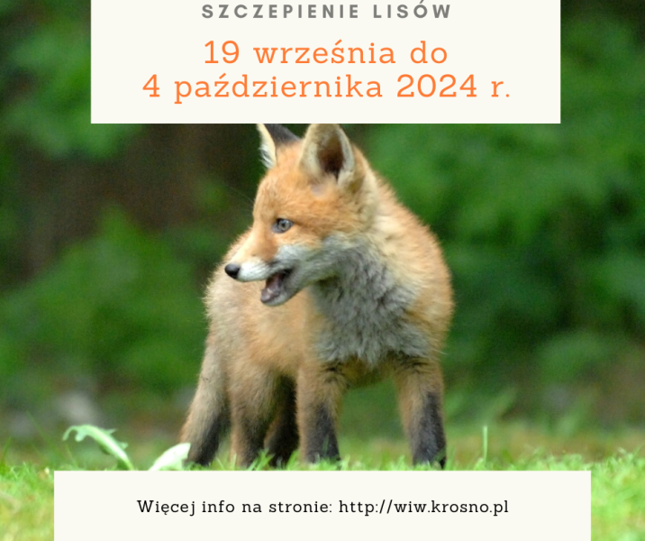 Grafika&#x20;przedstawia&#x20;lisa&#x20;na&#x20;zielonym&#x2c;&#x20;rozmazanym&#x20;tle&#x20;lasu&#x2e;&#x20;Na&#x20;grafice&#x20;są&#x20;napisy&#x3a;&#x20;SZCZEPIENIE&#x20;LISÓW&#x2c;&#x20;poniżej&#x20;data&#x20;od&#x20;19&#x20;września&#x20;do&#x20;4&#x20;października&#x20;2024&#x20;r&#x2e;&#x20;&#x20;Na&#x20;dole&#x20;grafiki&#x20;napis&#x3a;&#x20;Więcej&#x20;info&#x20;na&#x3a;&#x20;wiw&#x2e;krosno&#x2e;pl